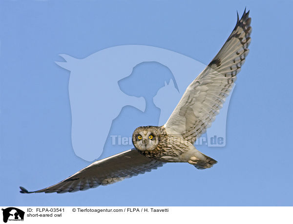 short-eared owl / FLPA-03541