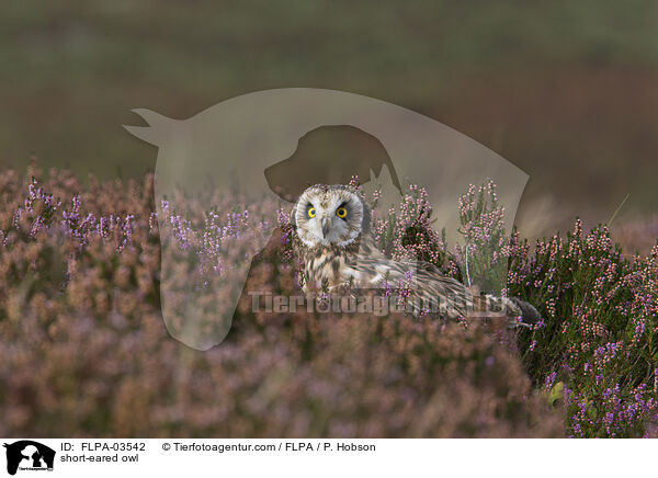 short-eared owl / FLPA-03542