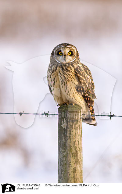 Sumpfohreule / short-eared owl / FLPA-03543