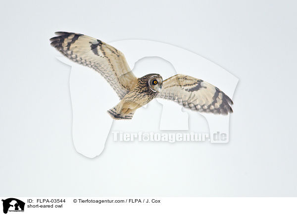 Sumpfohreule / short-eared owl / FLPA-03544