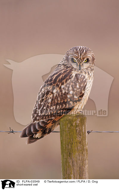 short-eared owl / FLPA-03549