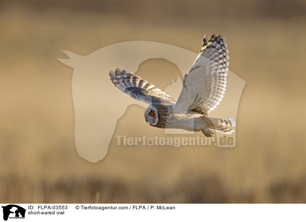 short-eared owl / FLPA-03553