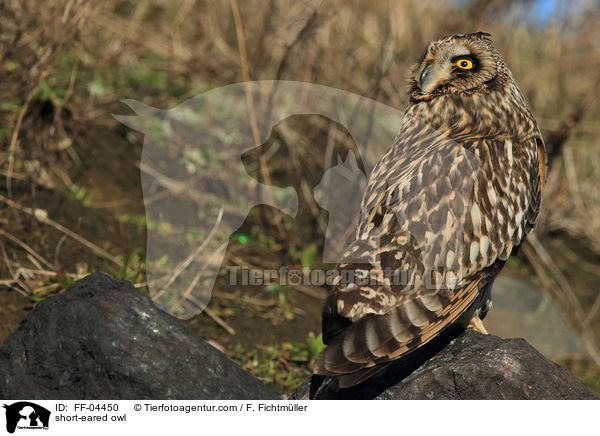 short-eared owl / FF-04450