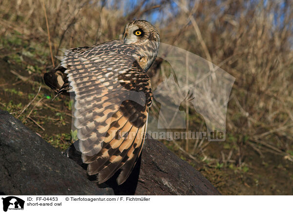 short-eared owl / FF-04453