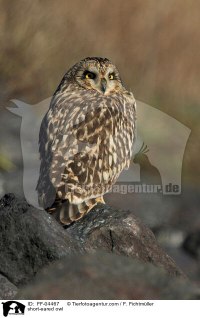 short-eared owl / FF-04467