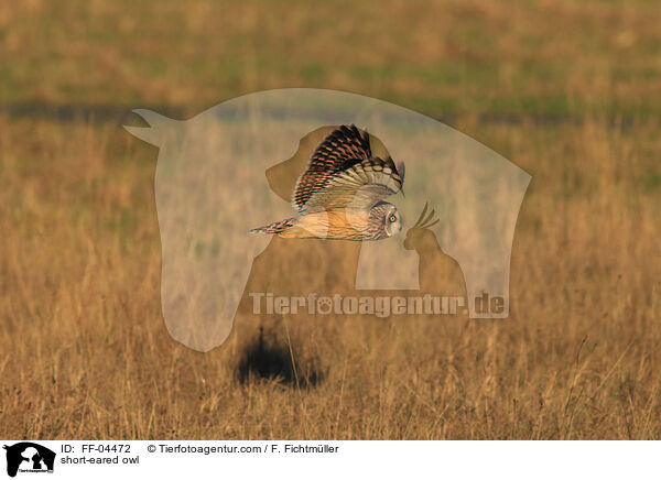 short-eared owl / FF-04472