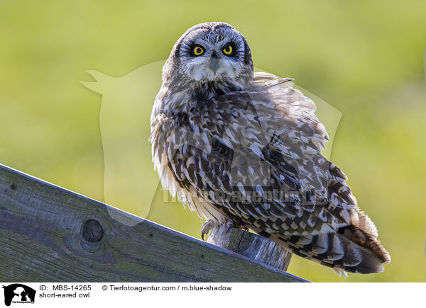 Sumpfohreule / short-eared owl / MBS-14265