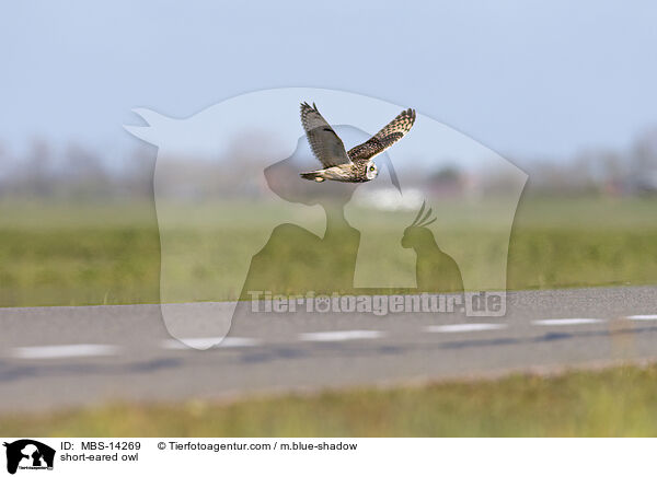 Sumpfohreule / short-eared owl / MBS-14269