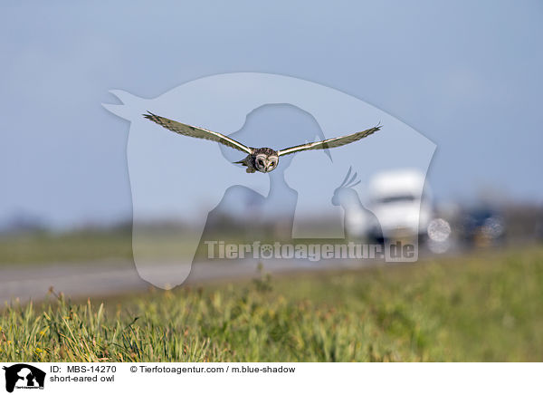 Sumpfohreule / short-eared owl / MBS-14270