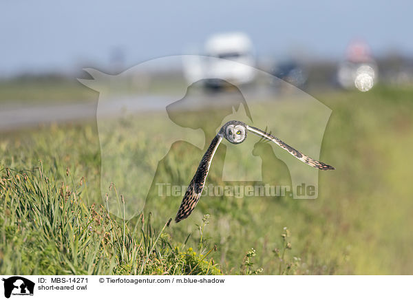 Sumpfohreule / short-eared owl / MBS-14271