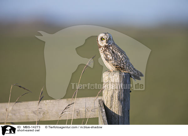 short-eared owl / MBS-14273