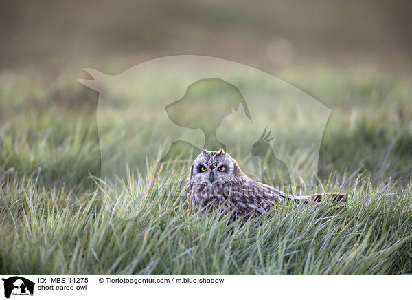 short-eared owl / MBS-14275
