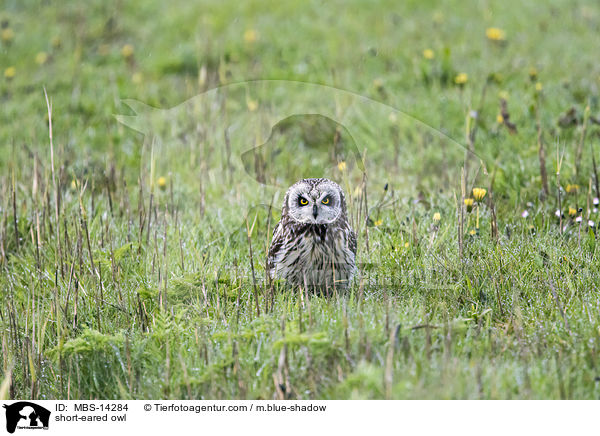 short-eared owl / MBS-14284