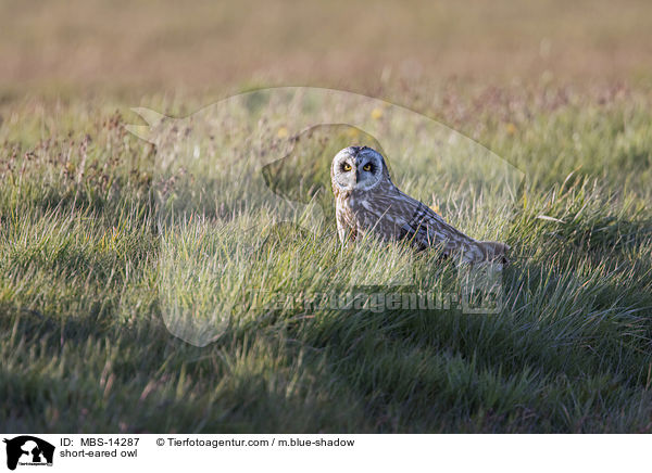 short-eared owl / MBS-14287