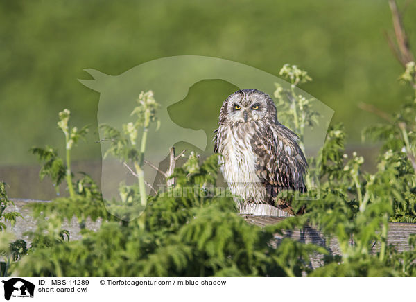 short-eared owl / MBS-14289