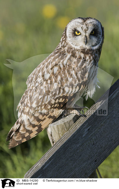 short-eared owl / MBS-14290