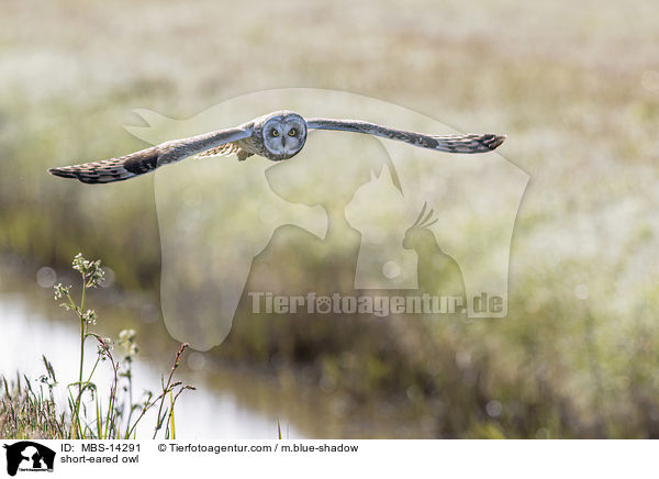short-eared owl / MBS-14291