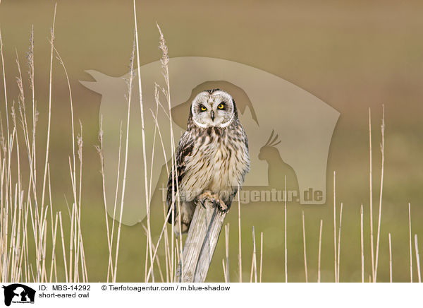 short-eared owl / MBS-14292
