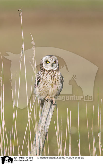 short-eared owl / MBS-14293