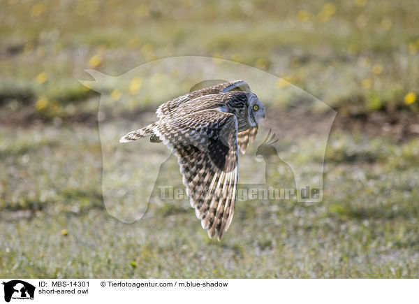 short-eared owl / MBS-14301