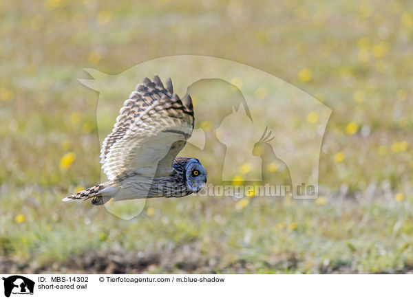 short-eared owl / MBS-14302