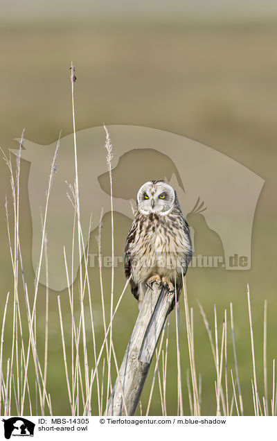 short-eared owl / MBS-14305