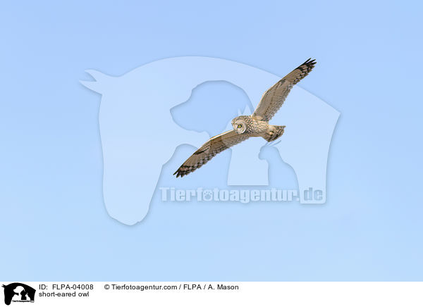 Sumpfohreule / short-eared owl / FLPA-04008