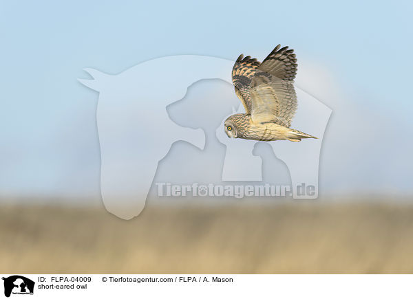 Sumpfohreule / short-eared owl / FLPA-04009