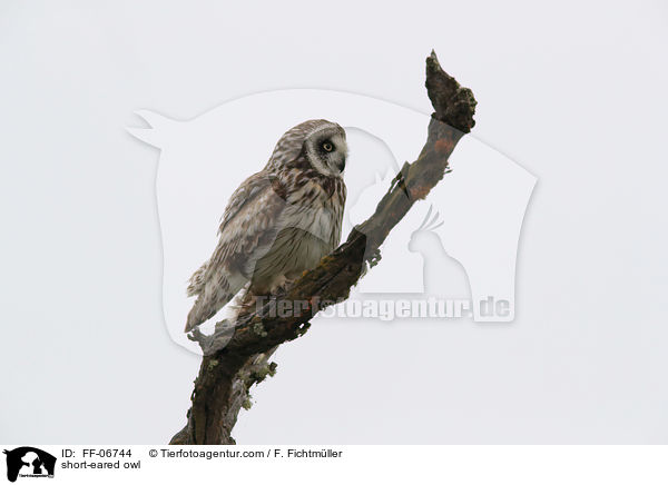 short-eared owl / FF-06744