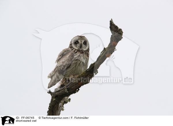 short-eared owl / FF-06745