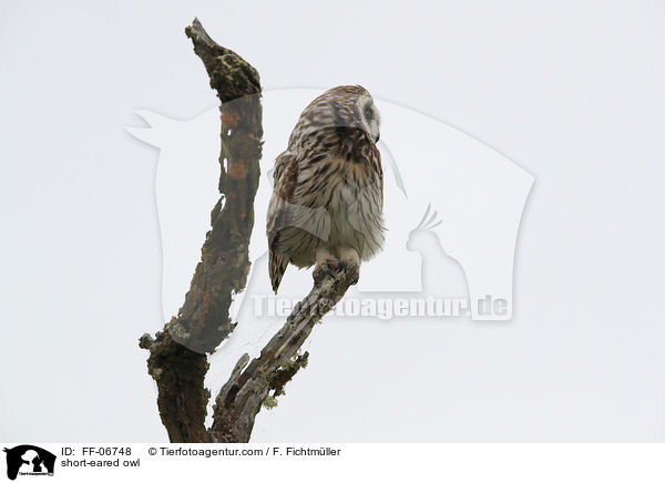 Sumpfohreule / short-eared owl / FF-06748