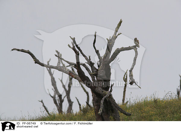 short-eared owl / FF-06749