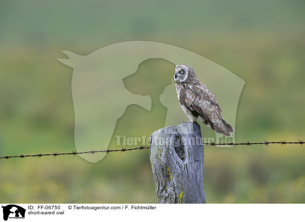 short-eared owl / FF-06750