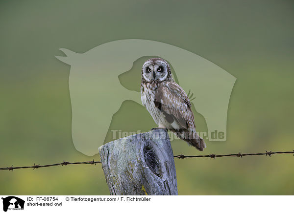 short-eared owl / FF-06754