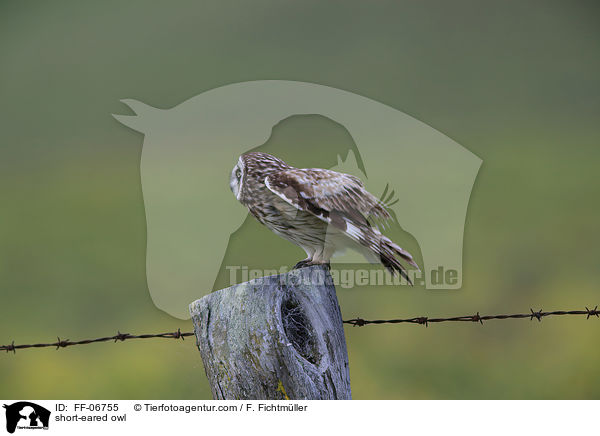 short-eared owl / FF-06755