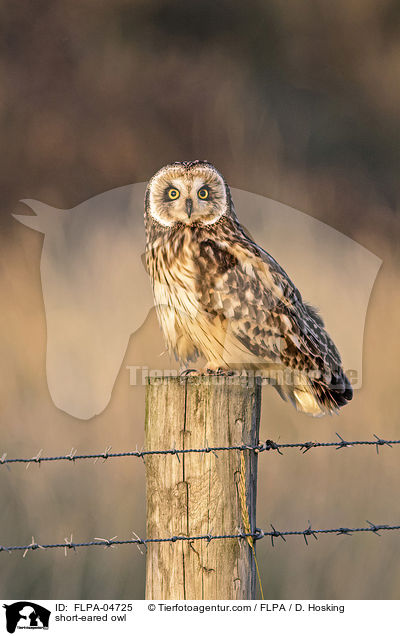 short-eared owl / FLPA-04725