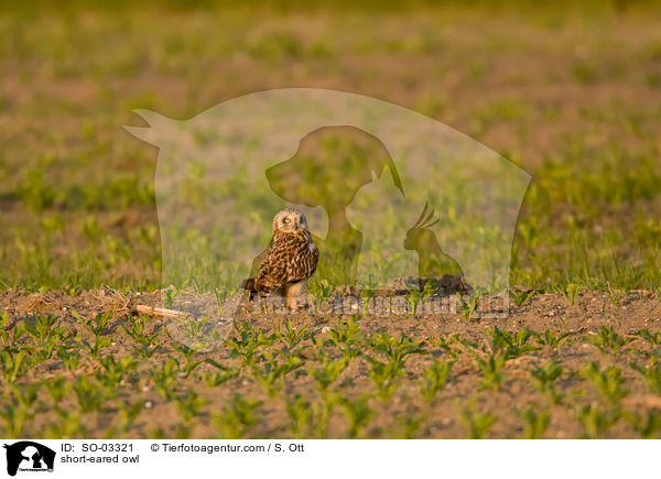 short-eared owl / SO-03321