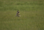 flying short-eared owl