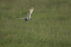 flying short-eared owl