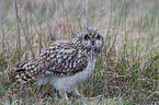 short-eared owl
