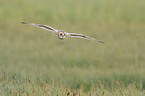 short-eared owl