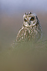 short-eared owl