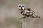 short-eared owl