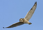 short-eared owl