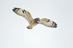 short-eared owl