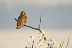 short-eared owl