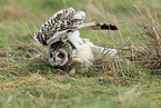 short-eared owl