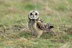 short-eared owl