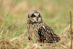 short-eared owl