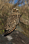 short-eared owl